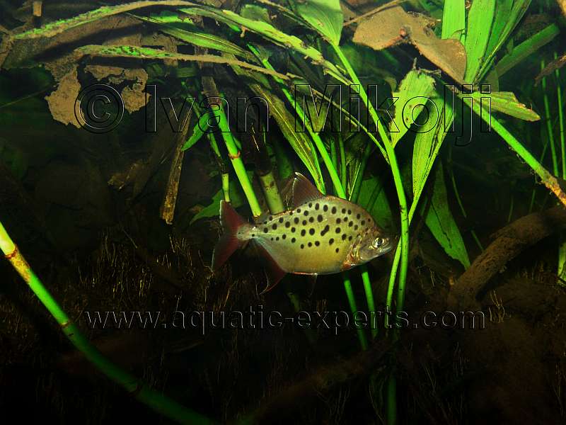 Pristobrycon careospinus